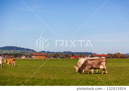 Cattle grazing on green grass against a blue sky 132813924