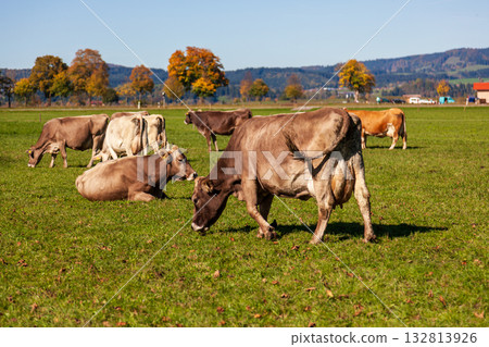 綠草地上放牧的牛群與藍天背景 132813926