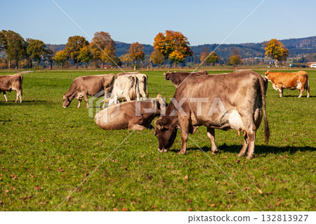 綠草地上放牧的牛群與藍天背景 132813927