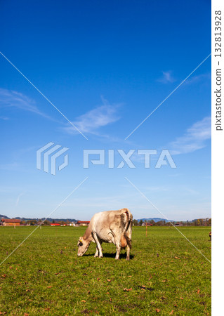 Cattle grazing on green grass against a blue sky Cattle grazing on green grass against a blue sky 132813928