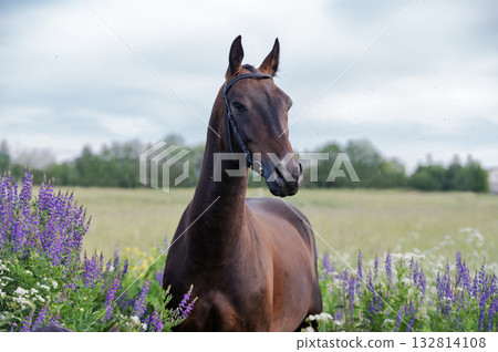 portrait of beautiful bay Akhalteke stallion posing in field around lilac flowers. cloudy day portrait of beautiful bay Akhalteke stallion posing in field around lilac flowers. cloudy day 132814108