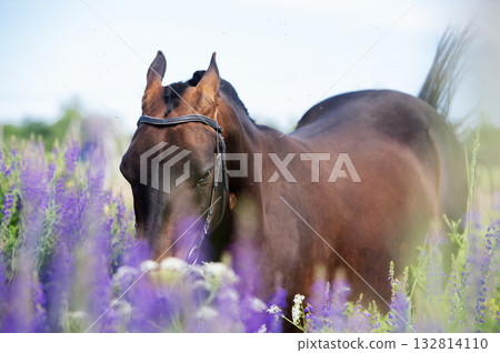 portrait of beautiful bay Akhalteke stallion posing in field around lilac flowers. cloudy day portrait of beautiful bay Akhalteke stallion posing in field around lilac flowers. cloudy day 132814110