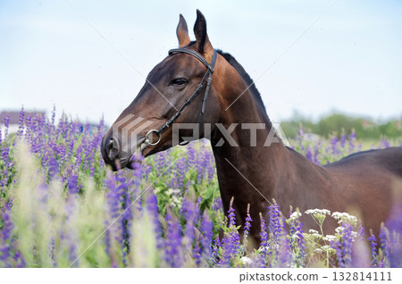 portrait of beautiful bay Akhalteke stallion posing in field around lilac flowers. cloudy day 132814111