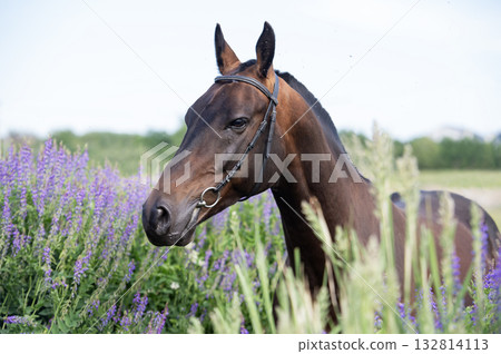 portrait of beautiful bay Akhalteke stallion posing in field around lilac flowers. cloudy day portrait of beautiful bay Akhalteke stallion posing in field around lilac flowers. cloudy day 132814113