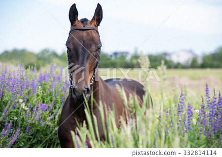 portrait of beautiful bay Akhalteke stallion posing in field around lilac flowers. cloudy day portrait of beautiful bay Akhalteke stallion posing in field around lilac flowers. cloudy day 132814114