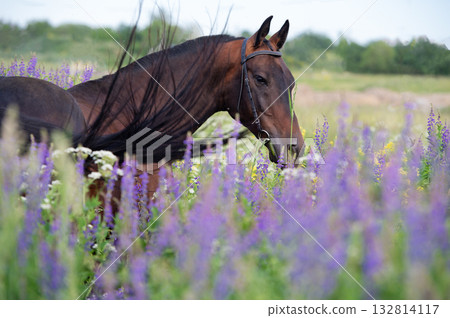 portrait of beautiful bay Akhalteke stallion posing in field around lilac flowers. cloudy day 132814117
