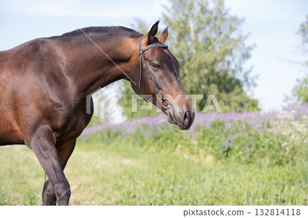 portrait of beautiful bay Akhalteke stallion walking in field with lilac flowers. cloudy day 132814118