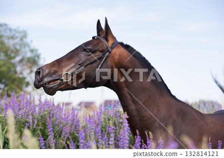 portrait of beautiful bay Akhalteke stallion walking in field with lilac flowers. cloudy day portrait of beautiful bay Akhalteke stallion walking in field with lilac flowers. cloudy day 132814121