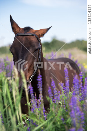 portrait of beautiful bay Akhalteke stallion walking in field around lilac flowers. cloudy day portrait of beautiful bay Akhalteke stallion walking in field around lilac flowers. cloudy day 132814123