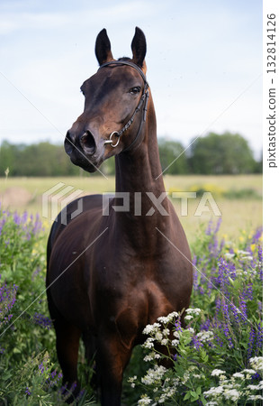 portrait of beautiful bay Akhalteke stallion posing in field around lilac flowers. cloudy day portrait of beautiful bay Akhalteke stallion posing in field around lilac flowers. cloudy day 132814126