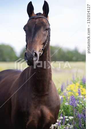 close up portrait of beautiful bay Akhalteke stallion posing in field around flowers. cloudy day close up portrait of beautiful bay Akhalteke stallion posing in field around flowers. cloudy day 132814127