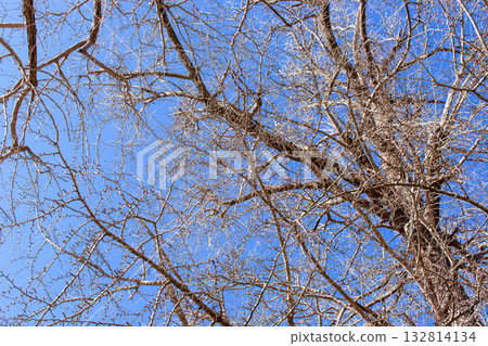 A landscape of trees waiting for the arrival of winter A landscape of trees waiting for the arrival of winter 132814134