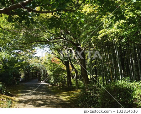 A soothing green tunnel 132814530