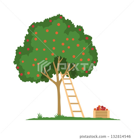 A tree with a ladder and a basket of fresh apples 132814546