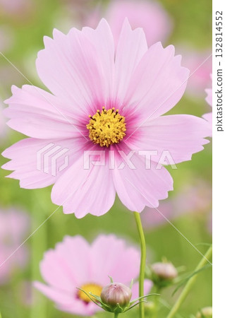 柔和淡粉紅色的波斯菊 柔和淡粉紅色的波斯菊 132814552
