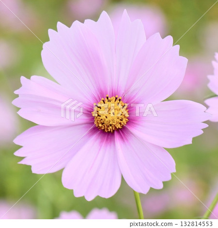 柔和淡粉紅色的波斯菊 132814553