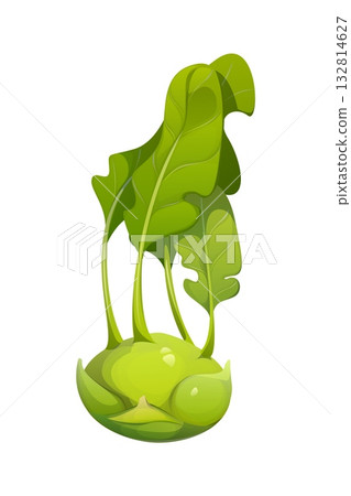 Cartoon raw ripe kohlrabi bulb, isolated fresh vegetable with leafy greens. Gardening, farming, health, organic food, organic nutrition for vegetarian or vegan diet. Vector garden plant, farm produce Cartoon raw ripe kohlrabi bulb, isolated fresh vegetable with leafy greens. Gardening, farming, health, organic food, organic nutrition for vegetarian or vegan diet. Vector garden plant, farm produce 132814627