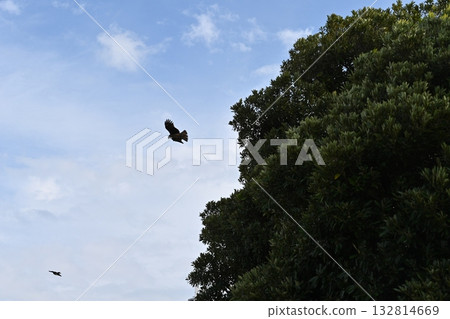 鳥兒飛翔在天空中 鳥兒飛翔在天空中 132814669