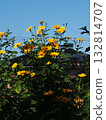 Yellow sunflower in the autumn sun (blue sky and emperor sunflower flowers & buds) 132814707