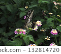 A swallowtail butterfly resting on a lantana flower and sucking nectar (close-up of the swallowtail butterfly from the front) 132814720