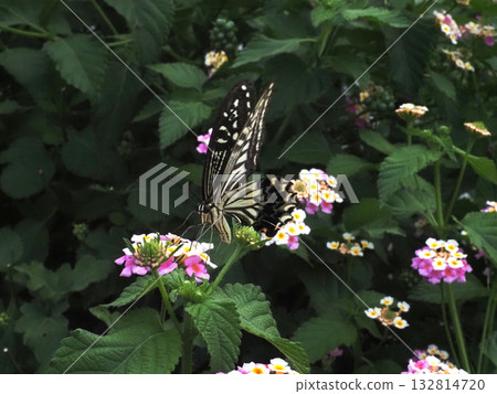 一隻鳳蝶停在馬纓丹花上吸食花蜜（鳳蝶正面特寫） 132814720