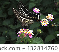A swallowtail butterfly flies on a flower, flapping its wings to suck nectar (close-up of a yellow swallowtail butterfly resting on a lantana) 132814760