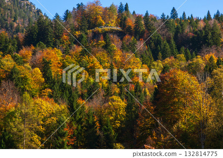 The autumn forest displays a variety of colorful leaves 132814775