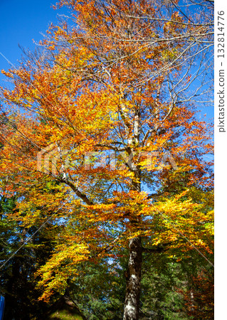 秋季森林展現多彩葉色 秋季森林展現多彩葉色 132814776