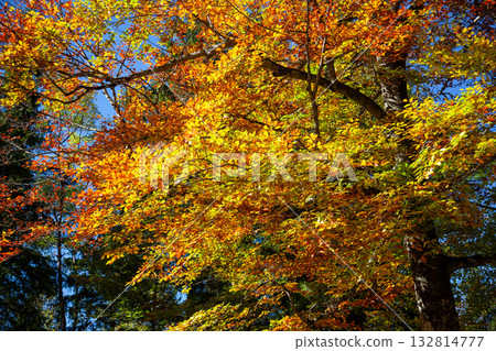 秋季森林展現多彩葉色 132814777