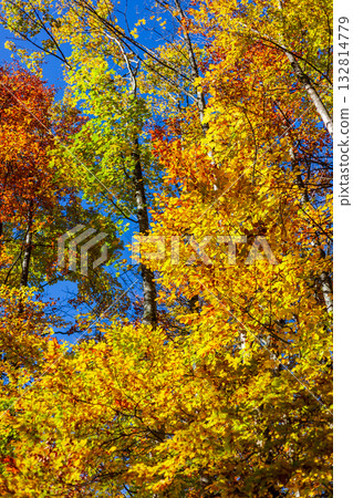 秋季森林展現多彩葉色 秋季森林展現多彩葉色 132814779