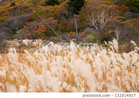 Autumn foliage of the mountains seen from the silver grass fields 132814857