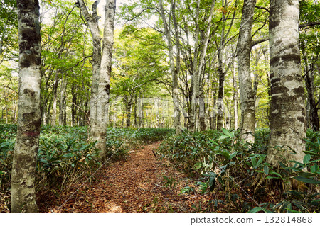 Walk in the autumn forest Walk in the autumn forest 132814868