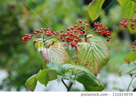 Viburnum wrightii, Wrights viburnum with red and black berries and serrated leaves, photographed in Korea. 132814870