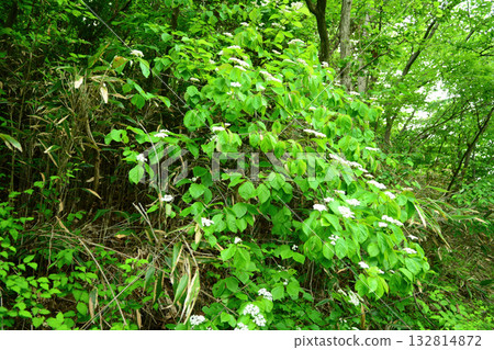 Viburnum wrightii, Wrights viburnum with red and black berries and serrated leaves, photographed in Korea. Viburnum wrightii, Wrights viburnum with red and black berries and serrated leaves, photographed in Korea. 132814872