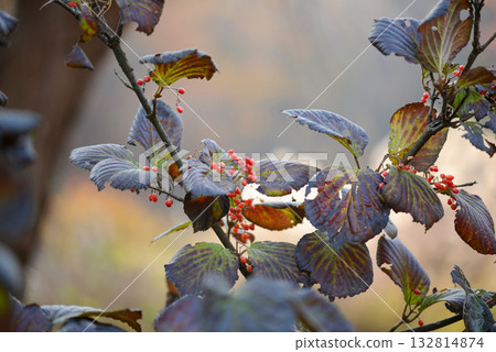 Viburnum wrightii, Wrights viburnum with red and black berries and serrated leaves, photographed in Korea. 132814874
