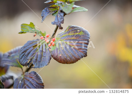 Viburnum wrightii, Wrights viburnum with red and black berries and serrated leaves, photographed in Korea. Viburnum wrightii, Wrights viburnum with red and black berries and serrated leaves, photographed in Korea. 132814875