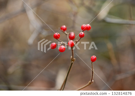 Viburnum wrightii, Wrights viburnum with red and black berries and serrated leaves, photographed in Korea. Viburnum wrightii, Wrights viburnum with red and black berries and serrated leaves, photographed in Korea. 132814876
