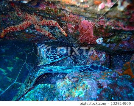 A green sea turtle napping on the seabed of Izu Oshima 132814909
