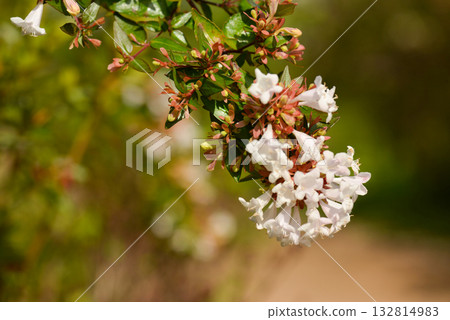 Abelia mosanensis, the Korean abelia, a semi evergreen shrub with glossy leaves and fragrant white to pink flowers blooming through summer and autumn. Photographed in Korea. Abelia mosanensis, the Korean abelia, a semi evergreen shrub with glossy leaves and fragrant white to pink flowers blooming through summer and autumn. Photographed in Korea. 132814983