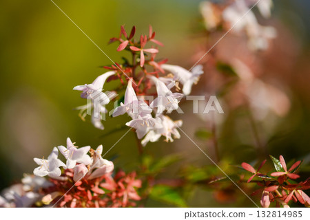 Abelia mosanensis, the Korean abelia, a semi evergreen shrub with glossy leaves and fragrant white to pink flowers blooming through summer and autumn. Photographed in Korea. Abelia mosanensis, the Korean abelia, a semi evergreen shrub with glossy leaves and fragrant white to pink flowers blooming through summer and autumn. Photographed in Korea. 132814985