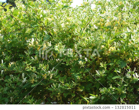 Lonicera japonica, the Japanese honeysuckle, a climbing deciduous shrub with fragrant white flowers turning yellow, native to Korea. Photographed in Korea. Lonicera japonica, the Japanese honeysuckle, a climbing deciduous shrub with fragrant white flowers turning yellow, native to Korea. Photographed in Korea. 132815011