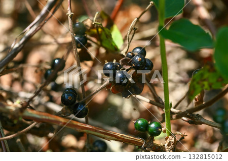 Lonicera japonica, the Japanese honeysuckle, a climbing deciduous shrub with fragrant white flowers turning yellow, native to Korea. Photographed in Korea. 132815012