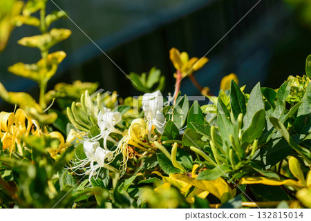 Lonicera japonica, the Japanese honeysuckle, a climbing deciduous shrub with fragrant white flowers turning yellow, native to Korea. Photographed in Korea. Lonicera japonica, the Japanese honeysuckle, a climbing deciduous shrub with fragrant white flowers turning yellow, native to Korea. Photographed in Korea. 132815014