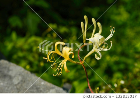 Lonicera japonica, the Japanese honeysuckle, a climbing deciduous shrub with fragrant white flowers turning yellow, native to Korea. Photographed in Korea. 132815017