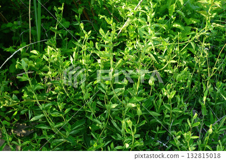 Lonicera japonica, the Japanese honeysuckle, a climbing deciduous shrub with fragrant white flowers turning yellow, native to Korea. Photographed in Korea. 132815018