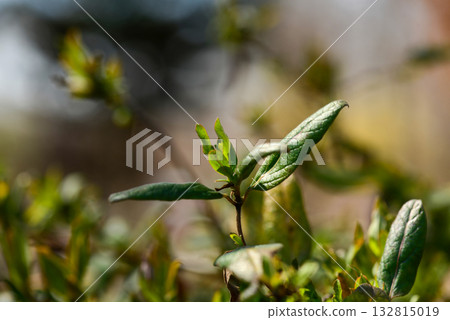 Lonicera japonica, the Japanese honeysuckle, a climbing deciduous shrub with fragrant white flowers turning yellow, native to Korea. Photographed in Korea. 132815019