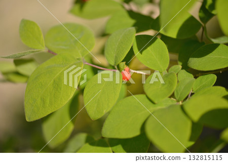 Lonicera praeflorens, early honeysuckle with pale pink flowers blooming before leaves, photographed in Korea. 132815115
