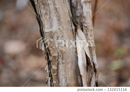 Lonicera praeflorens, early honeysuckle with pale pink flowers blooming before leaves, photographed in Korea. 132815116