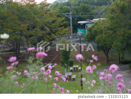 Kobe Municipal Subway running through the cosmos fields at Kobe Sports Park 132815123