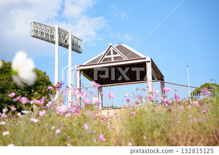 Cosmos blooming on Cosmos Hill at Kobe General Athletic Park, observation deck and lighting Cosmos blooming on Cosmos Hill at Kobe General Athletic Park, observation deck and lighting 132815125